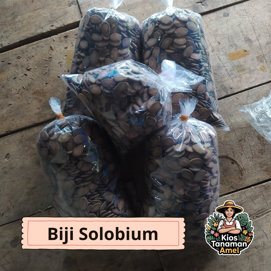 [kiloan] biji solobium atau pakis brazil