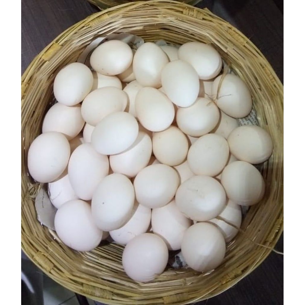 Telur Tetas Ayam Elba ( ayam kampung petelur )