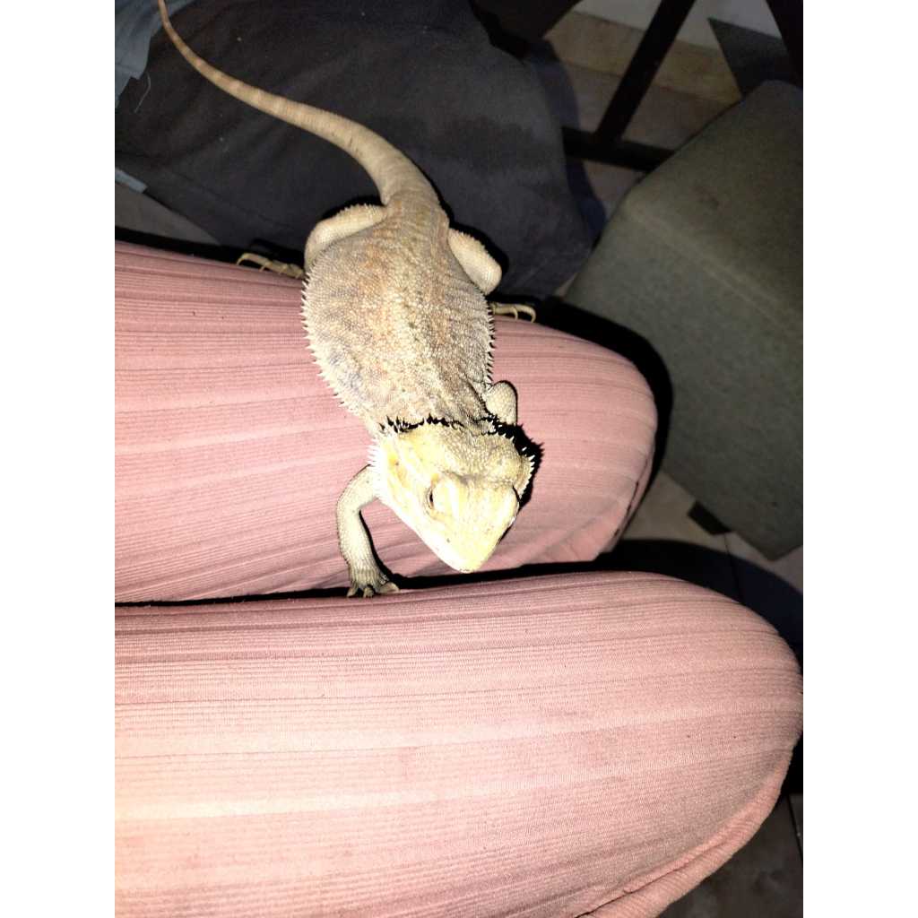 Bearded Dragon Jantan 9 Bulan Het Zero Leatherback