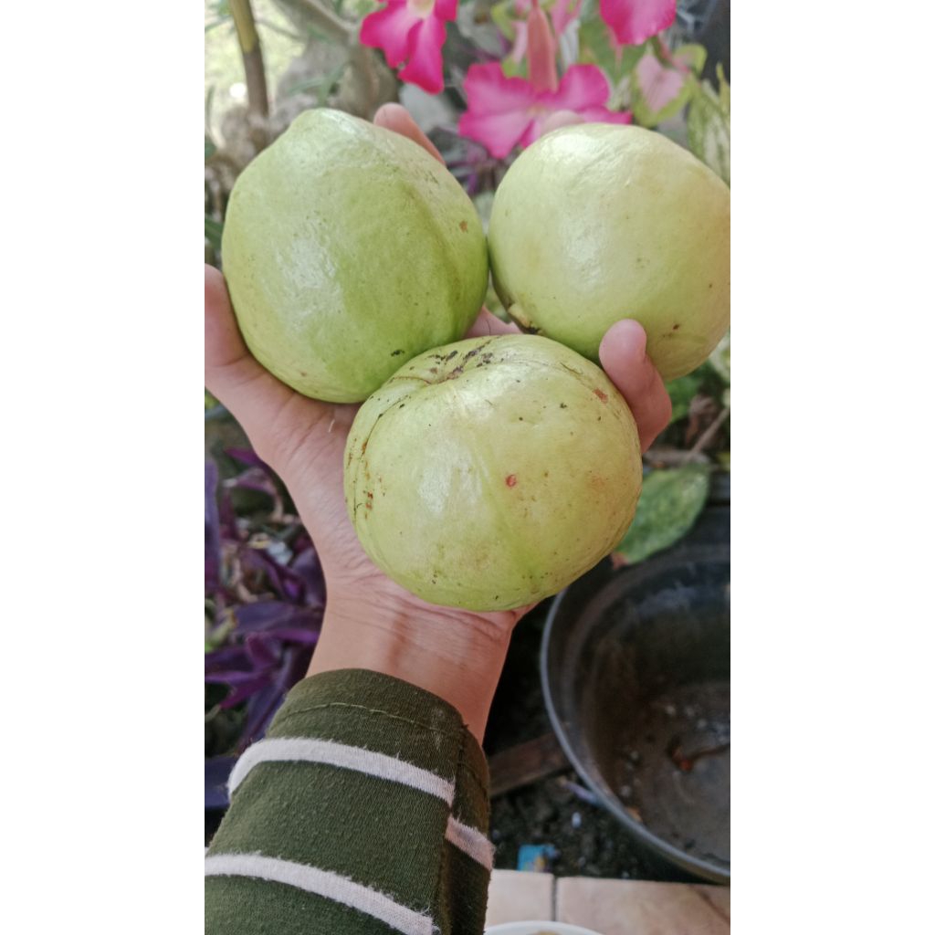 jambu kristal 1kg asli fress
