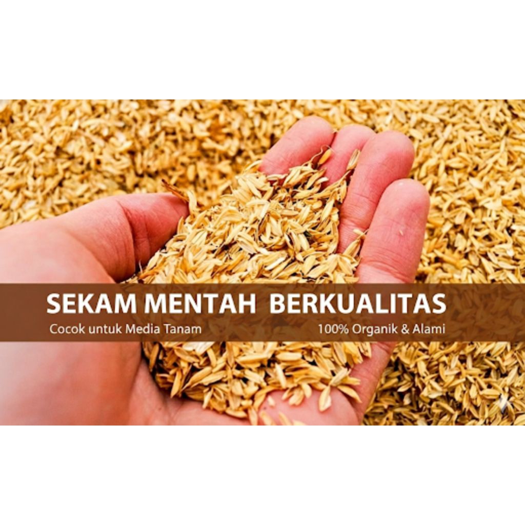 Sekam padi / sekam mentah berkualitas karung 50kg