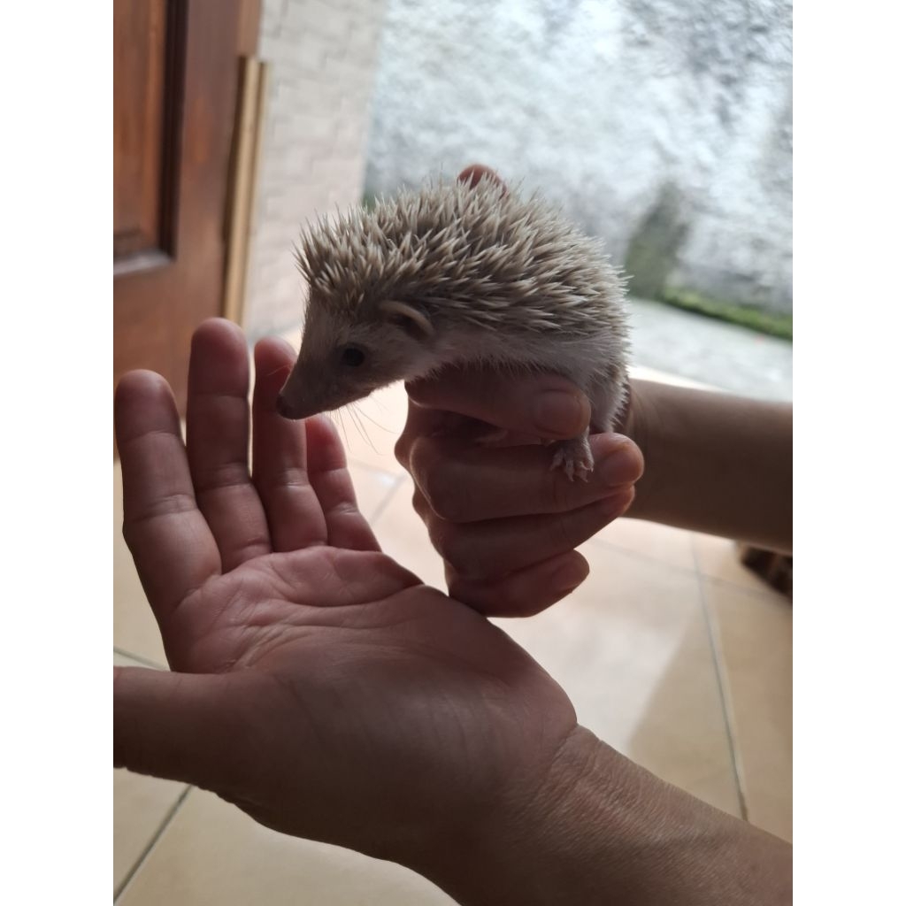 Landak mini dewasa/indukan ( hanya grab/gojek )
