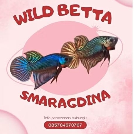 WILD BETTA SMARAGDINA (ORIGINAL TYPE)