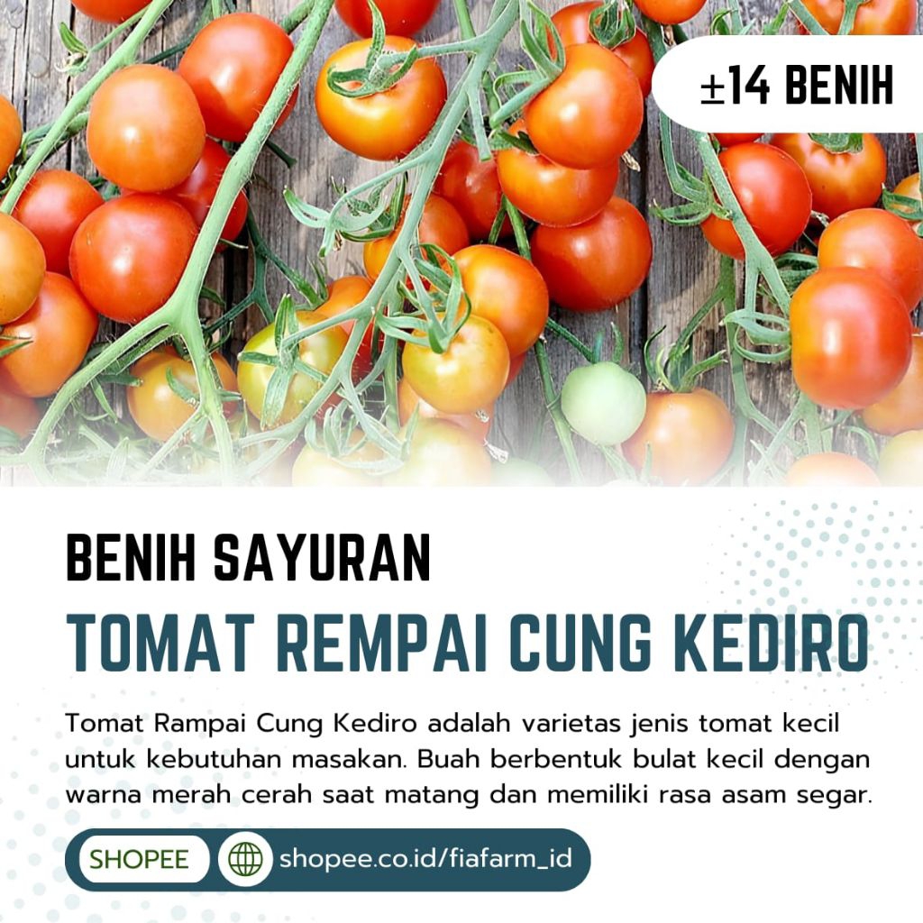 Benih, Bibit, Tanaman Tomat Rampai – Cocok Untuk Pemula dan Pekarangan