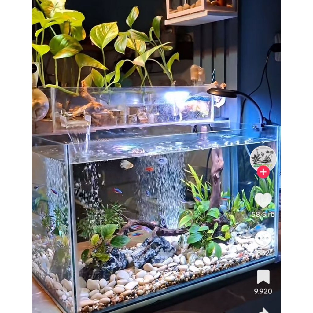 AQUASCAPE fullset 60cm
