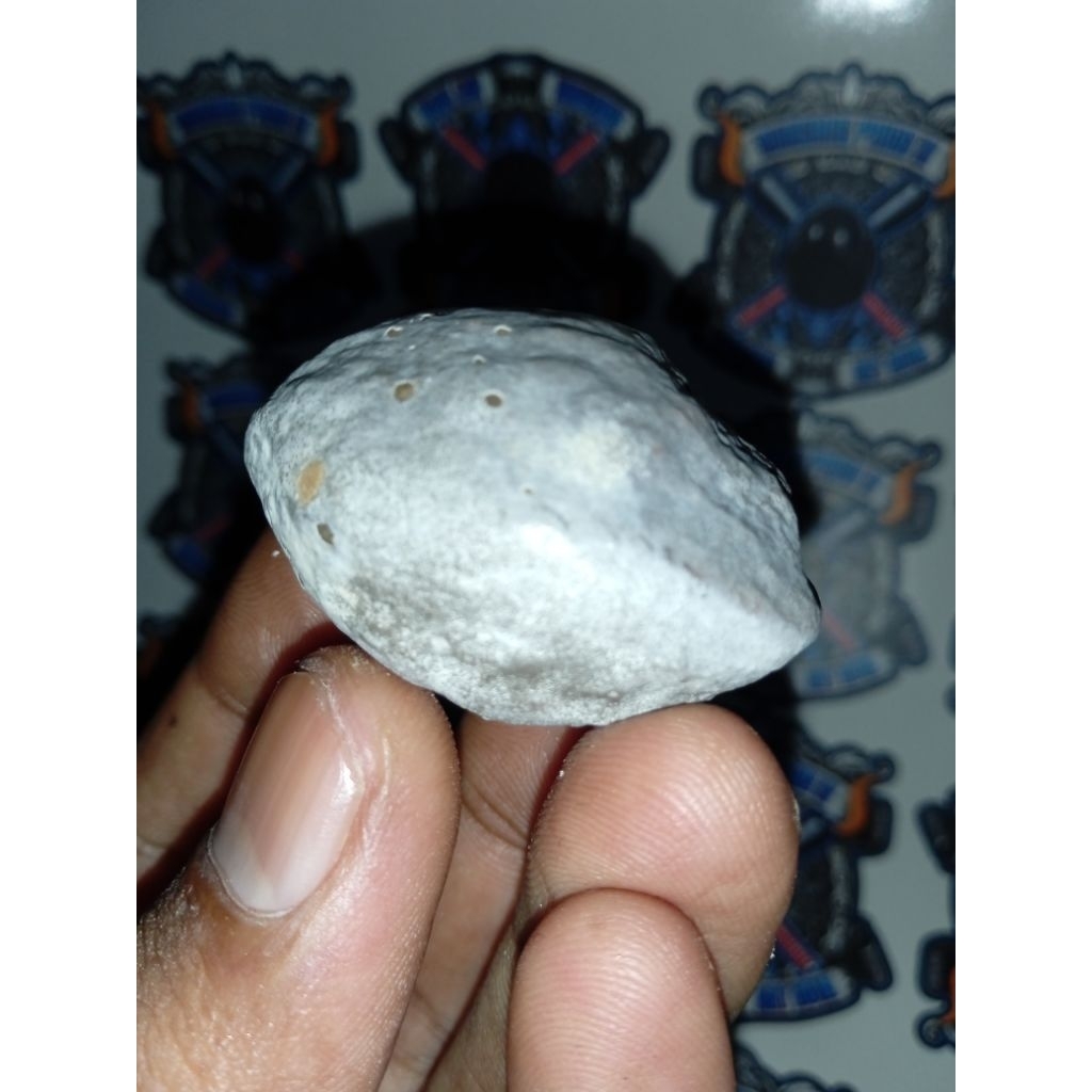 Muncang Adu Mantili Bagio size Jumbo original