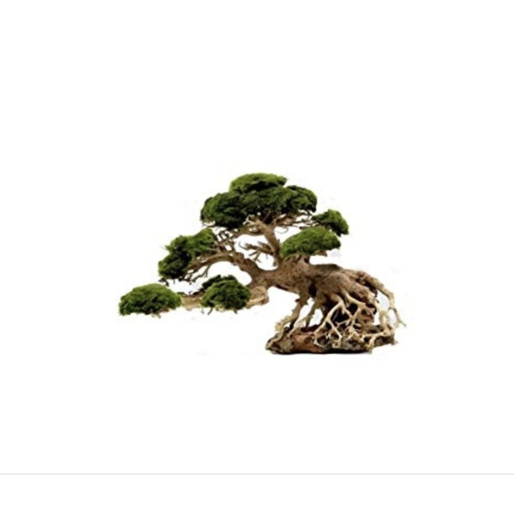 Bonsai Aquascape mini siap pakai di aquarium