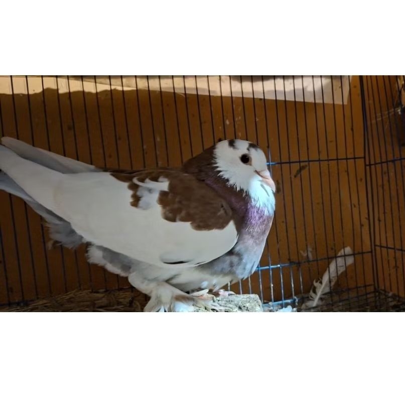 merpati jantan dan betina jembros