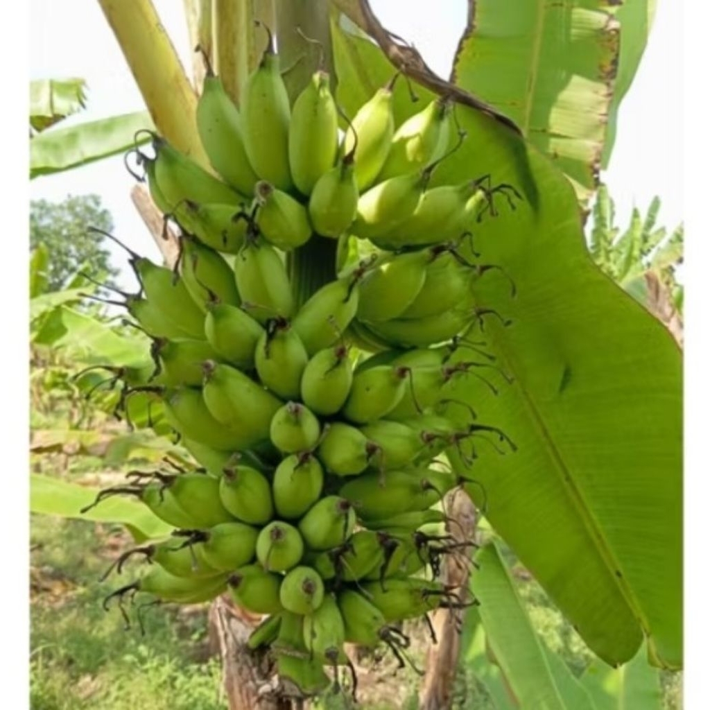 Pisang Uli Segar mentah 1 kg - Manis, Cocok untuk Gorengan, Cuci Mulut