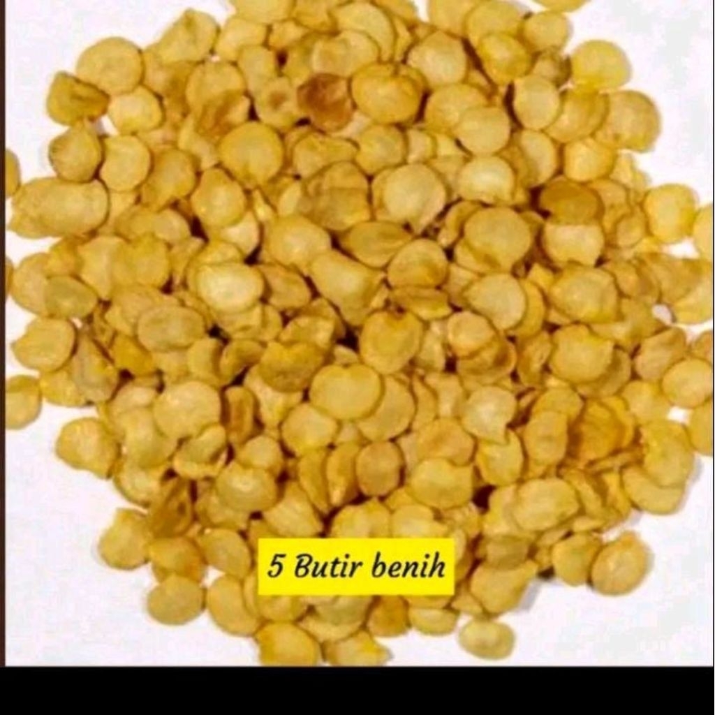 Benih cabe Bolivian rainbow