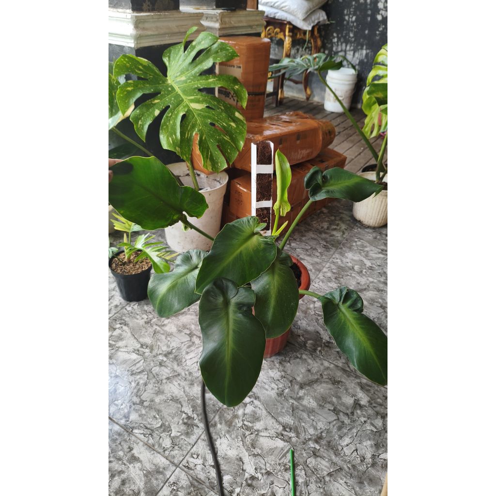 Philodendron Rugosum aberrans