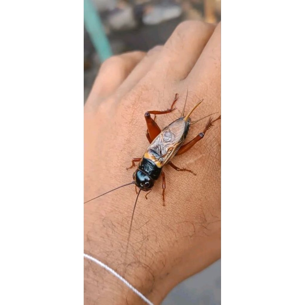 Ukur 5 SUPER jangkrik aduan jangkrik alam jangkrik sawah jangkrik super jangkrik murah