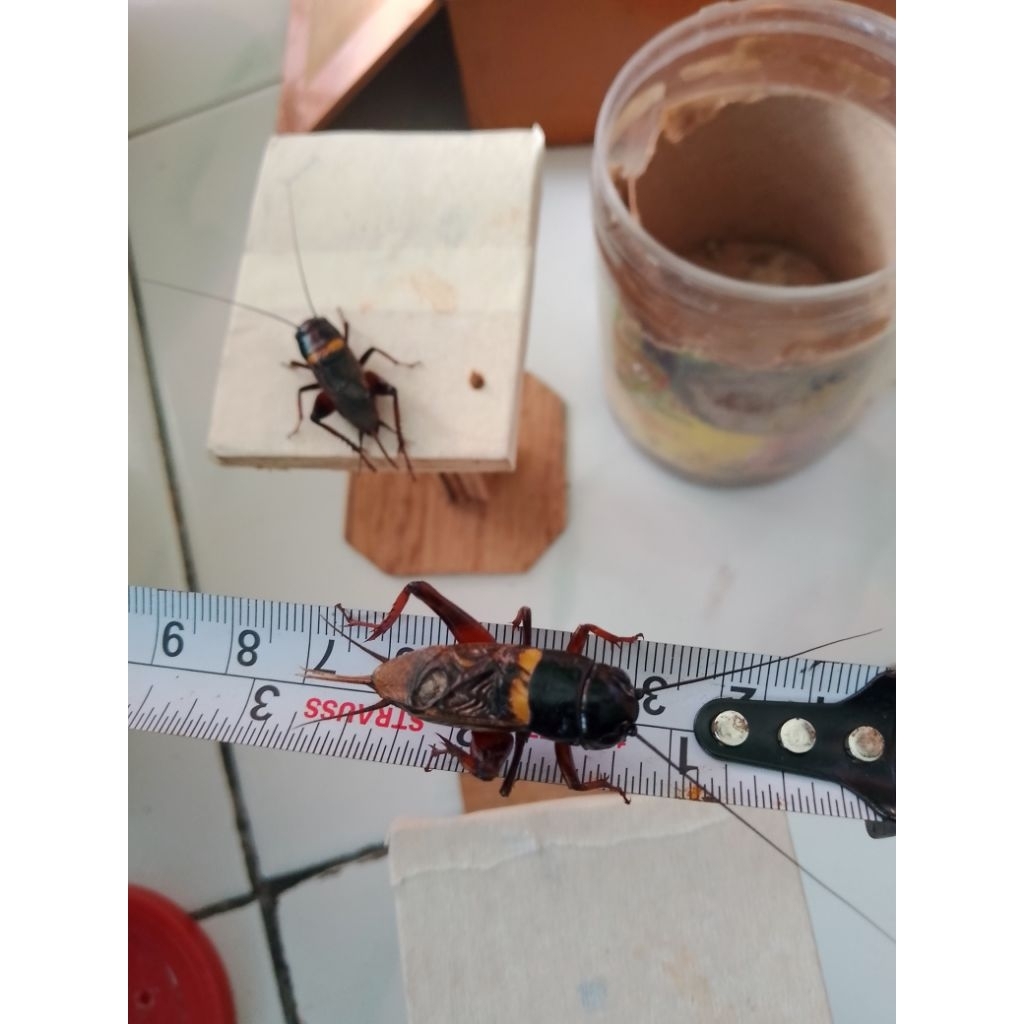 Ukur 7 SUPER jangkrik alam jangkrik aduan jangkrik sawah jangkrik jumbo jangkrik super jangkrik mura