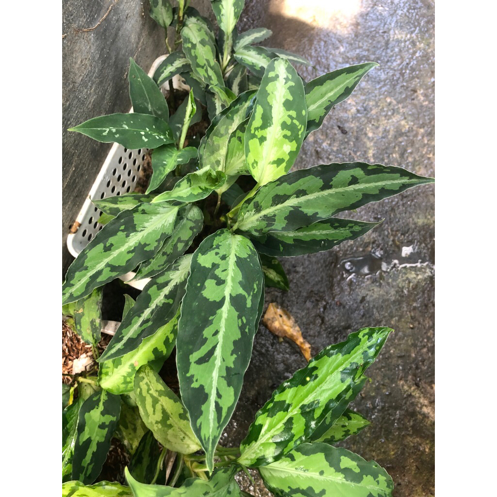 AGLONEMA PICTUM TRICOLOR