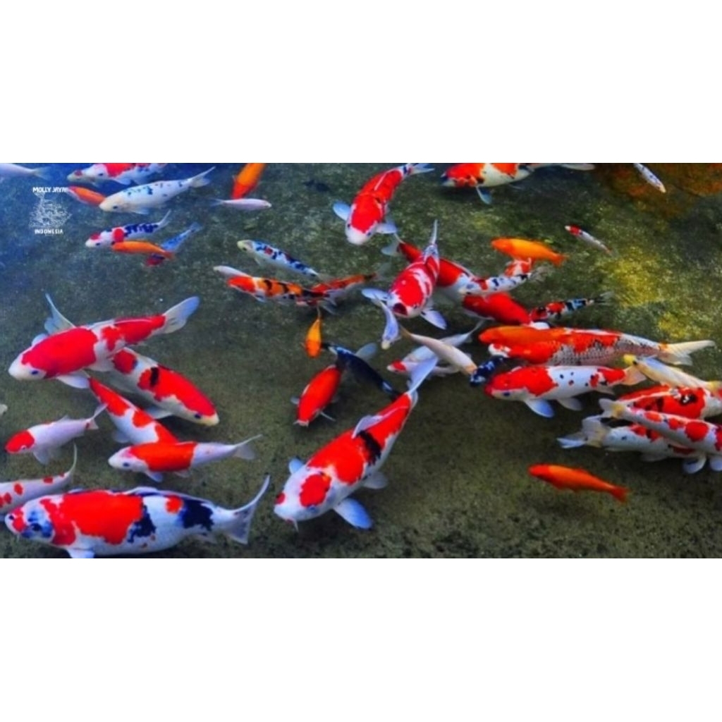 Hiasan Akuarium Koi 5 Pcs 8-10 cm Hiasan Aquarium |Bozz Louhan Pekanbaru|