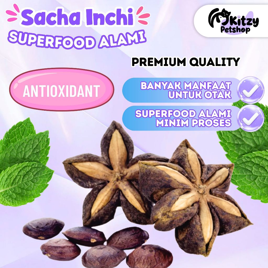 Benih Kacang Sacha Inchi Bibit Organik Superfood Alami KITZY