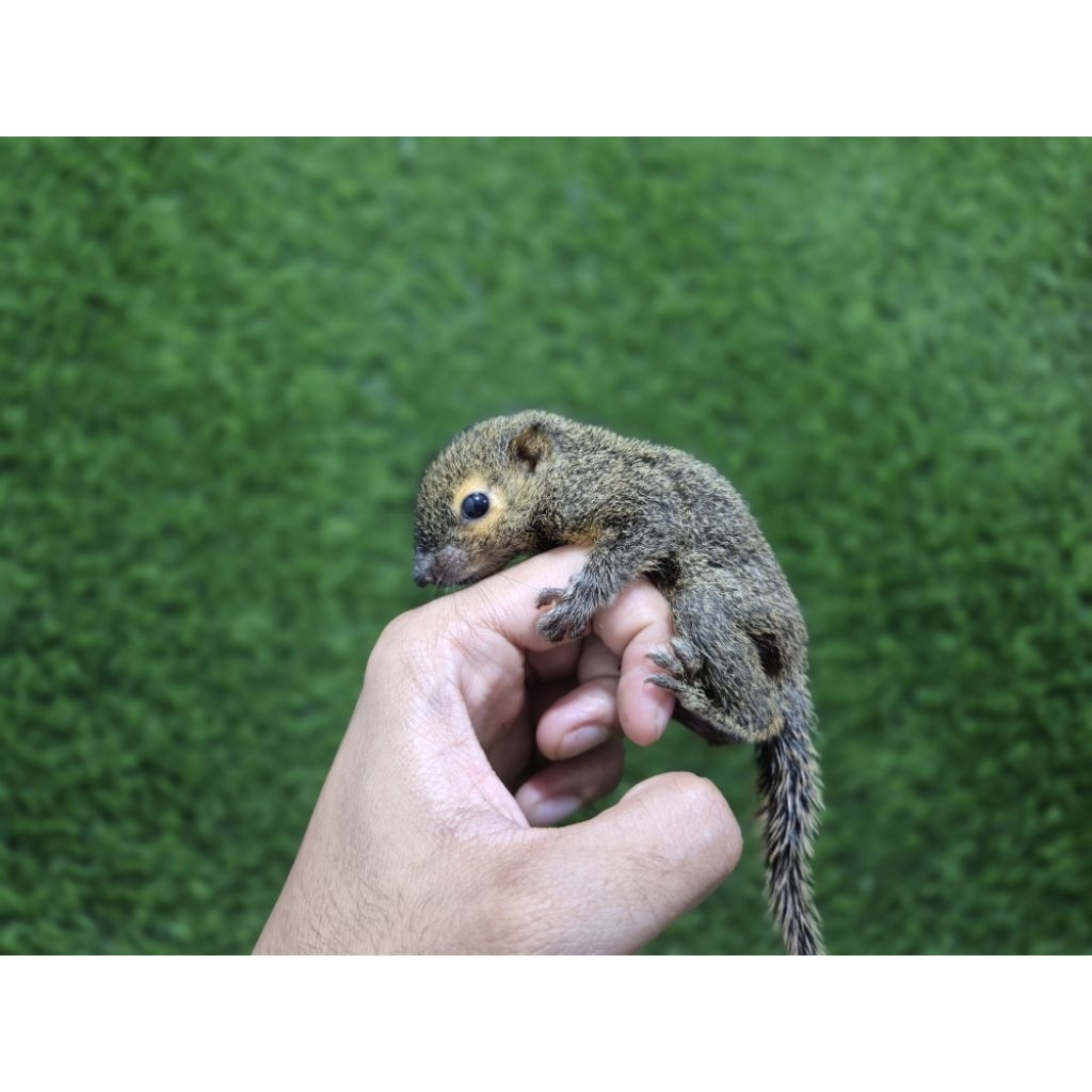 Bajing kelapa BK badjing tupay kelapa