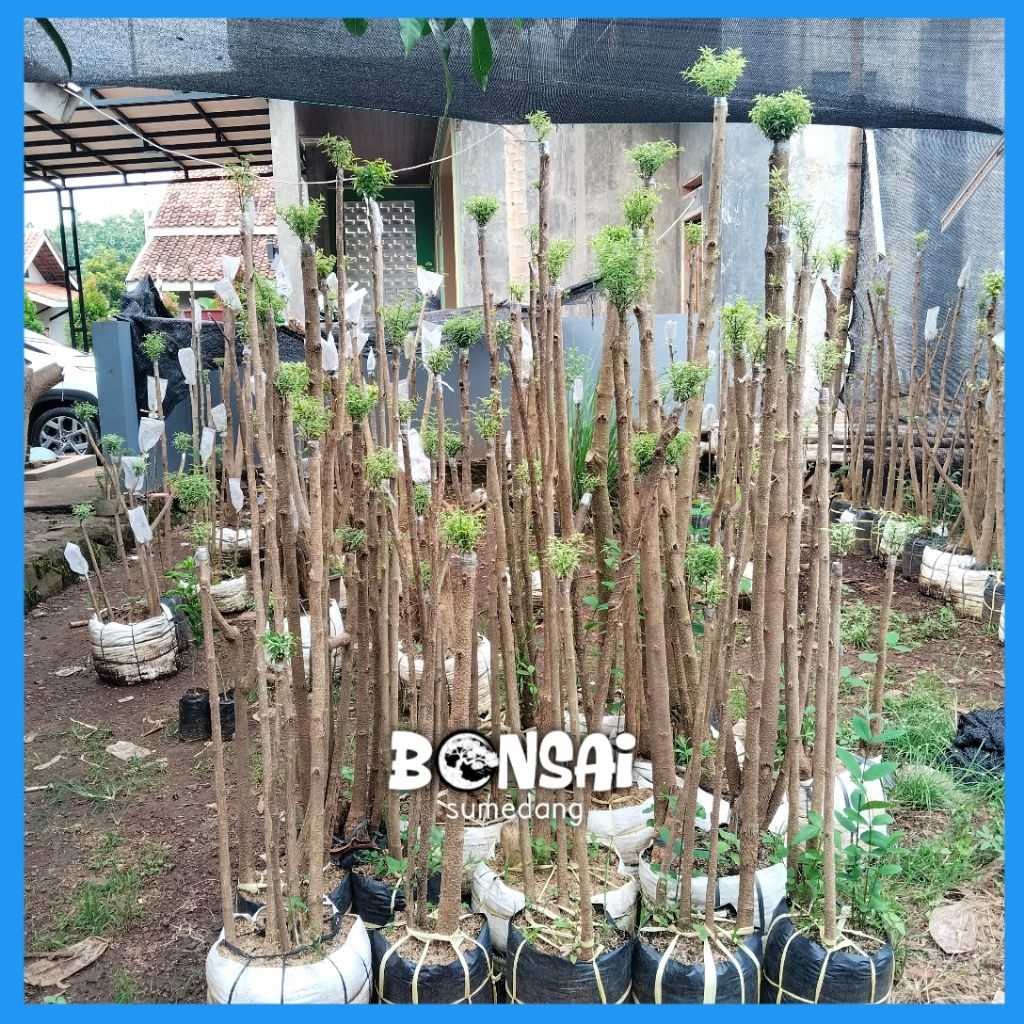 BONSAI ANTING PUTRI MAKRO MIKRO DAUN KECIL 1METER UP 4-7TRAP /BONSAI JALITRI MENTAOS