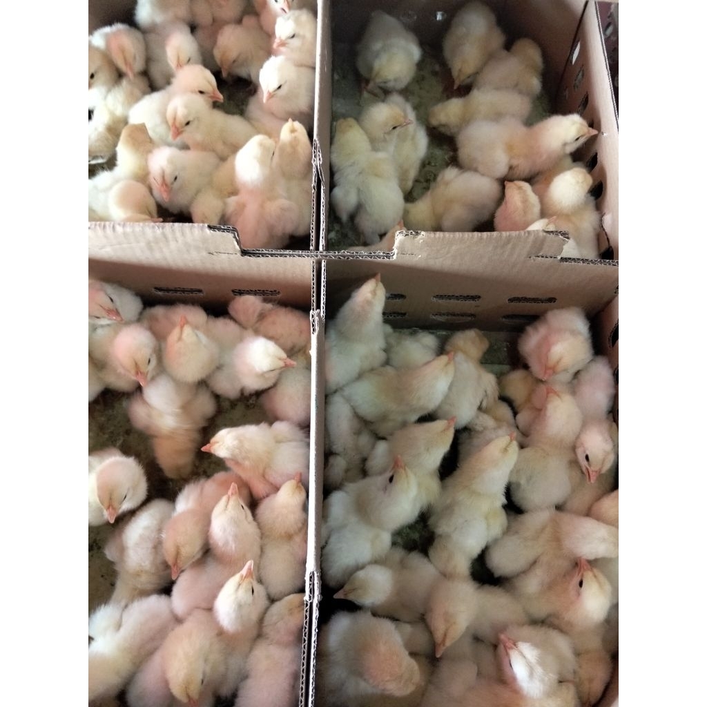 [Promo]Pesan 10 Free 1 | Bibit Ayam Boiler - DOC Boiler - Ayam Pedaging Boiler