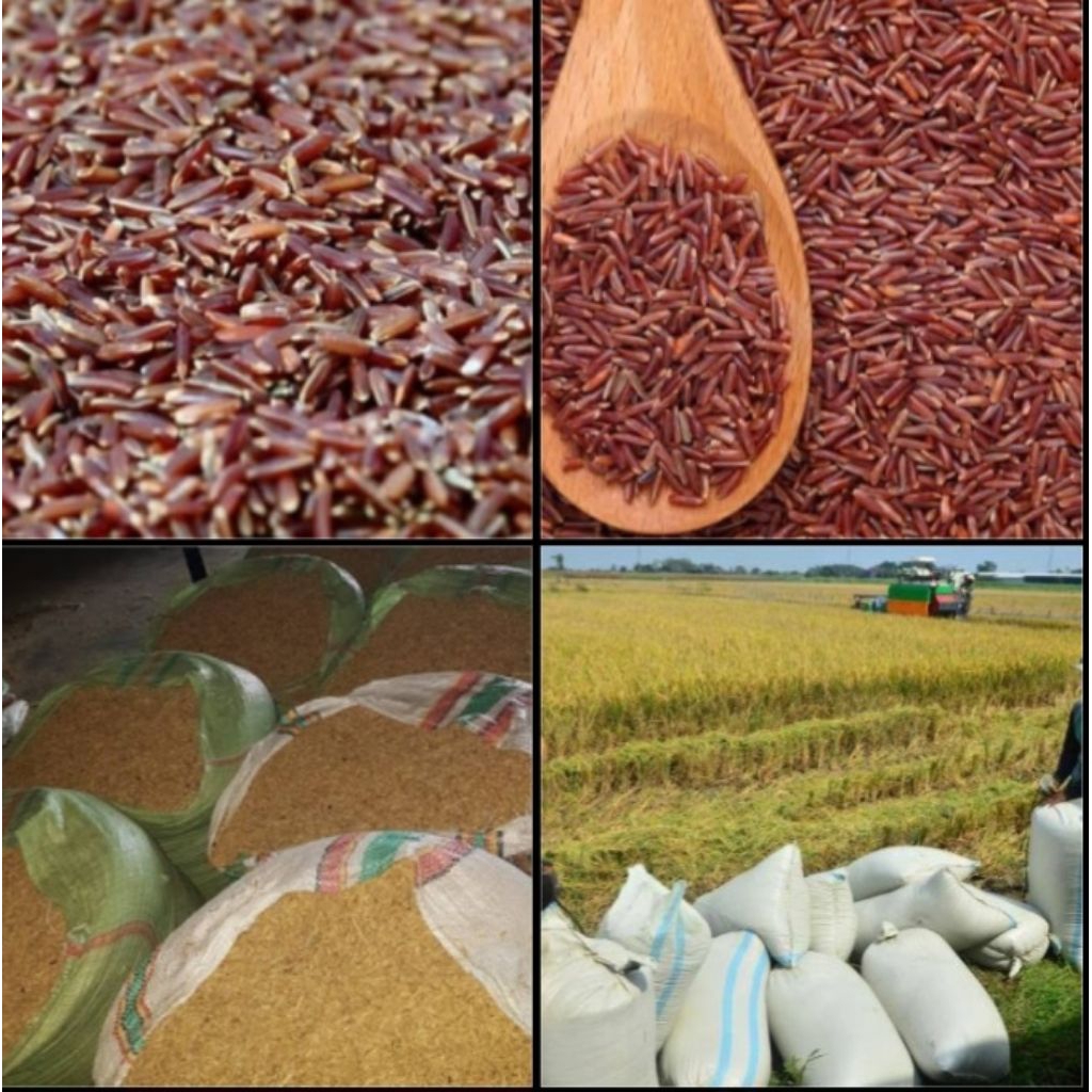 gabah beras merah premium