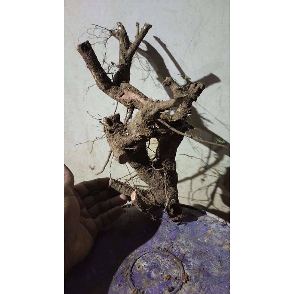 bahan bonsai ileng ileng bisa pilih