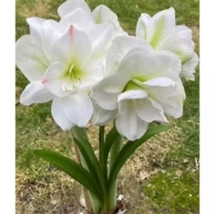 Tanaman Hias Bakung Amarilis Bunga Putih / Bibit Bakung Amarilis Bunga Besar / Bakung Amarilis Bunga