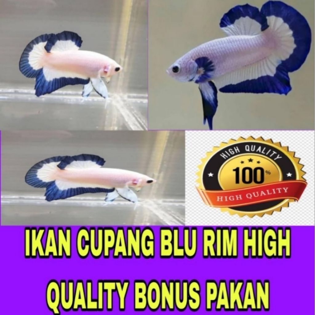 Cupang Plakat BlueRim 1 Pasang Line Thailand