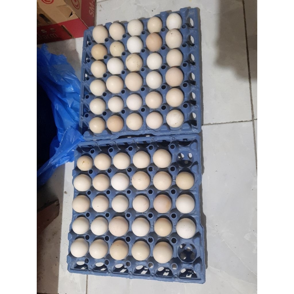 Telur Tetas Ayam Elba (Ayam Kampung Petelur)