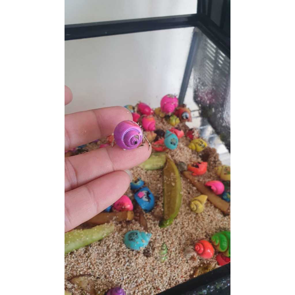 Mainan Kelomang / Umang Warna Warni Lucu lucu