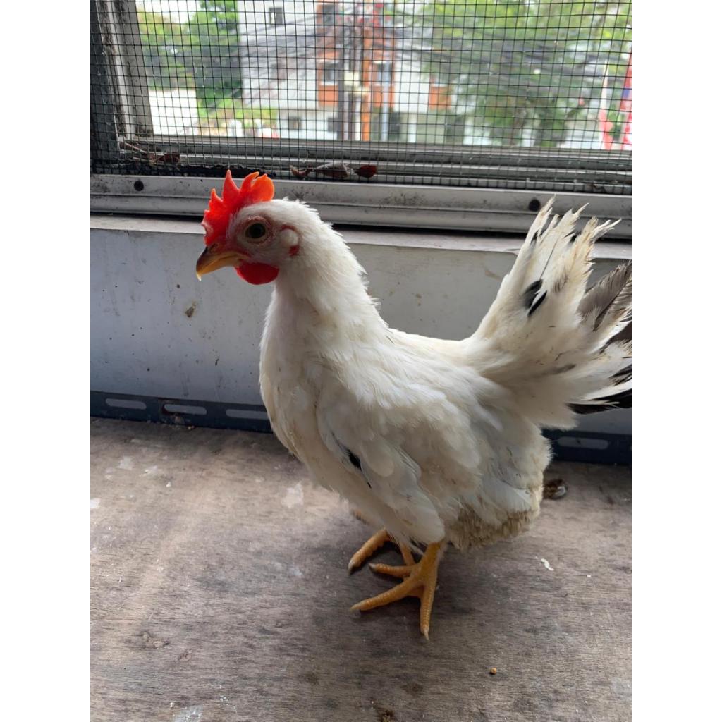 AYAM KATE LUCU AYAM CHABO HIAS AYAM PELIHARAAN AYAM CHABO JANTAN
