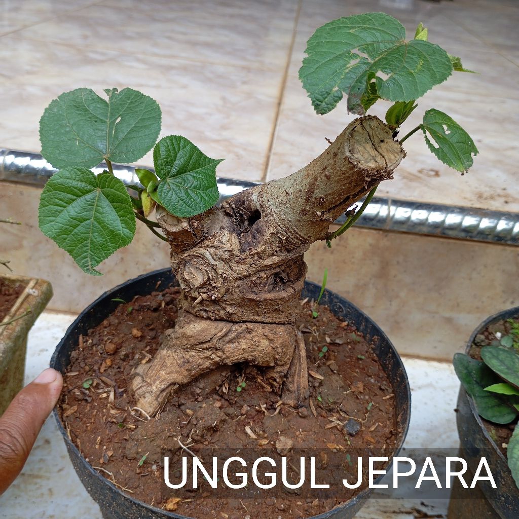BONSAI WARU LOKAL SMOL