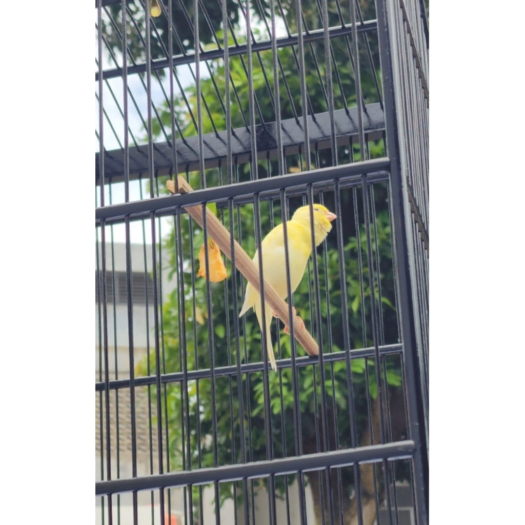 Kenari F1 SFGBB paud jantan