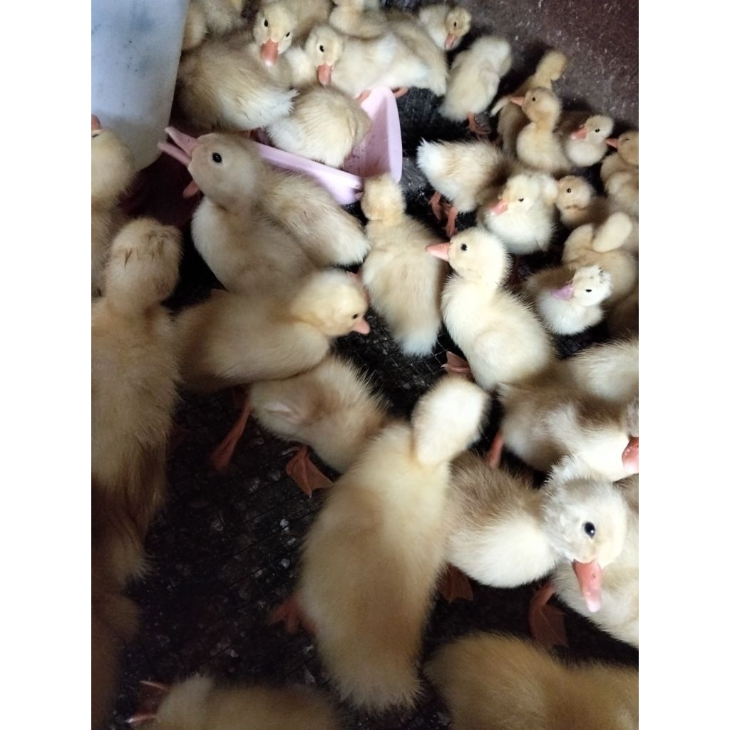 Bibit Bebek Peking - DoD Peking - Anakan Peking Putih