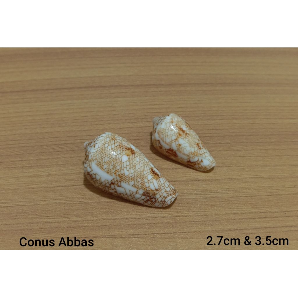 cangkang conus Abbas 2 pcs