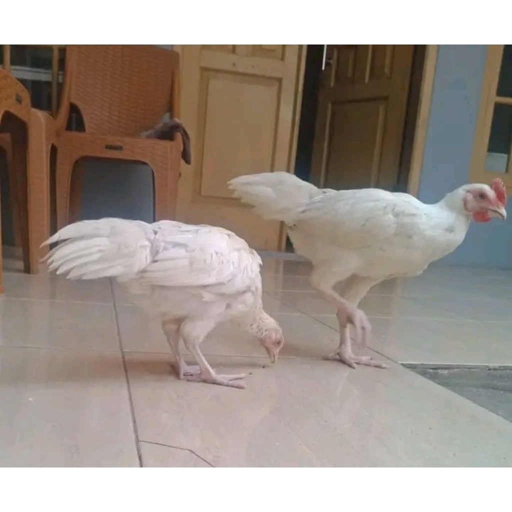 Ayam Pelung Sepasang