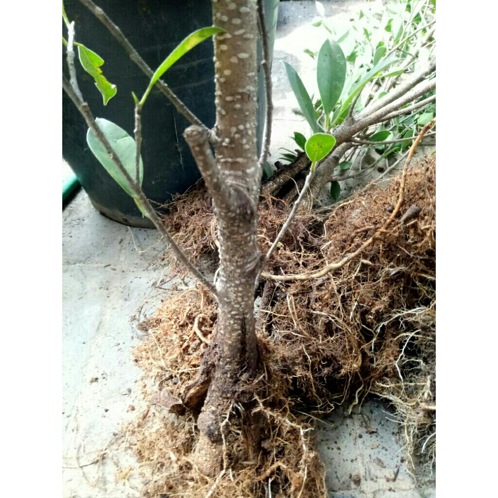 bahan bonsai kimeng pecah batang