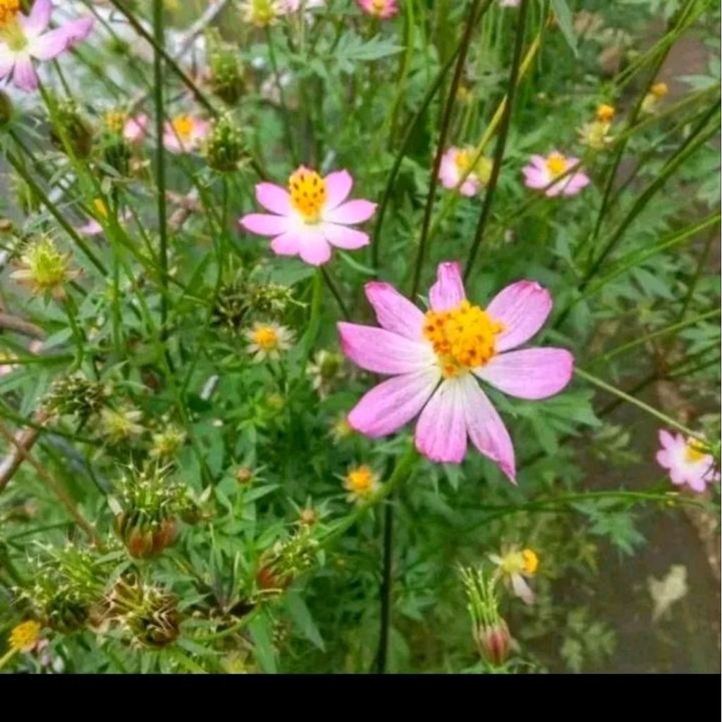 Biji benih bunga kenikir ungu/kenikir lalap