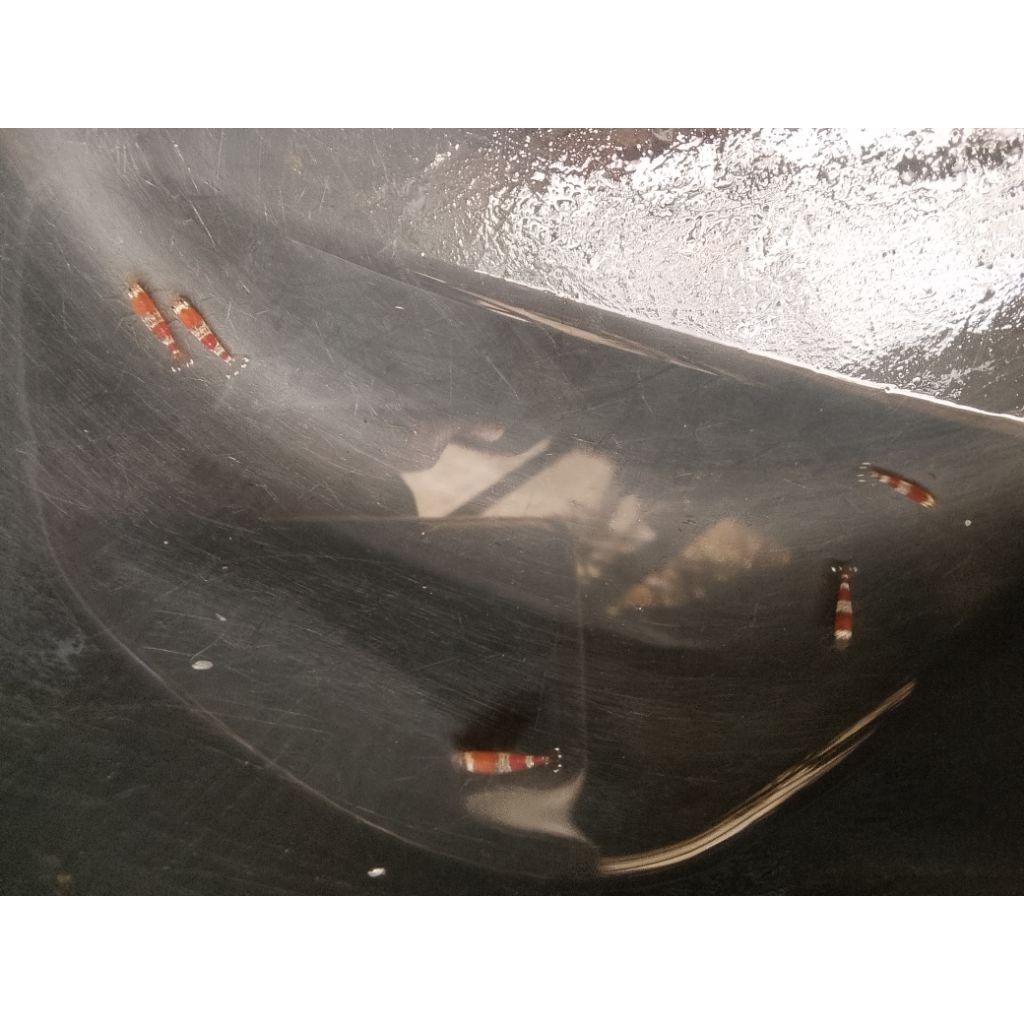 udang hiyas red bee hiyasan akuwariyum