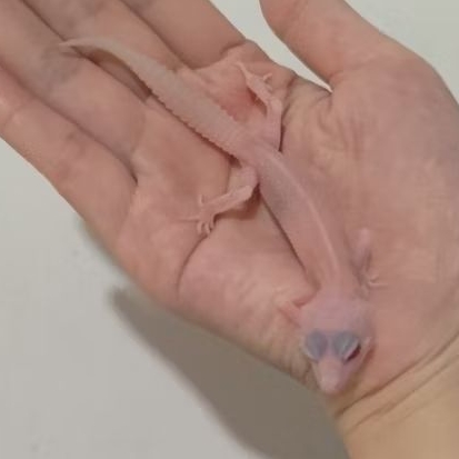 Custom Order Gecko Super Snow ( SS 25-9 )