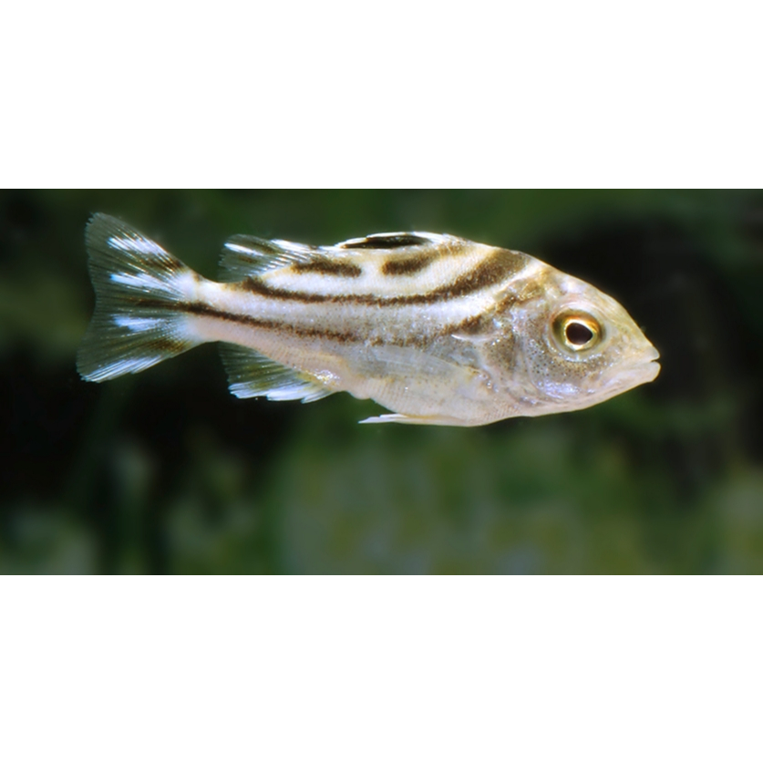 Ikan Hias Kerong - Kerong