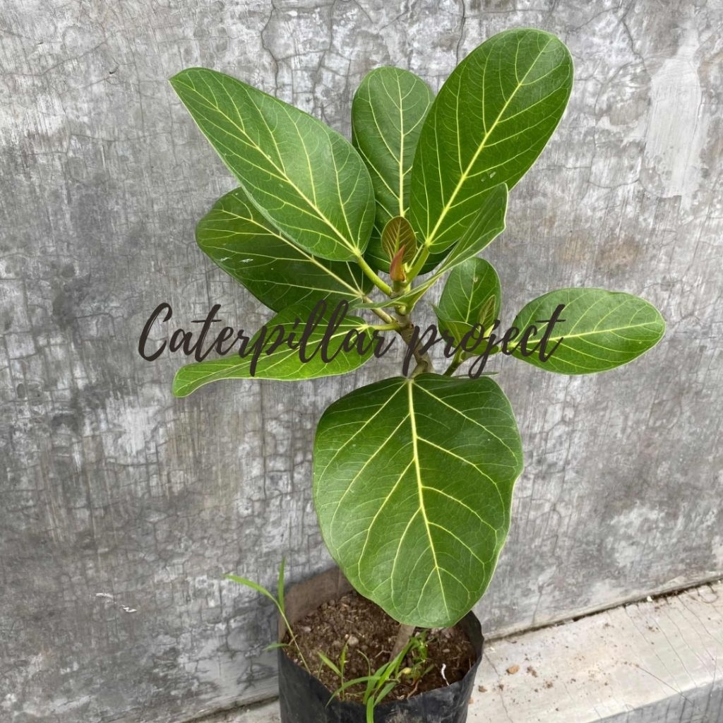 Tanaman Ficus Audrey tinggi 50cm -1m