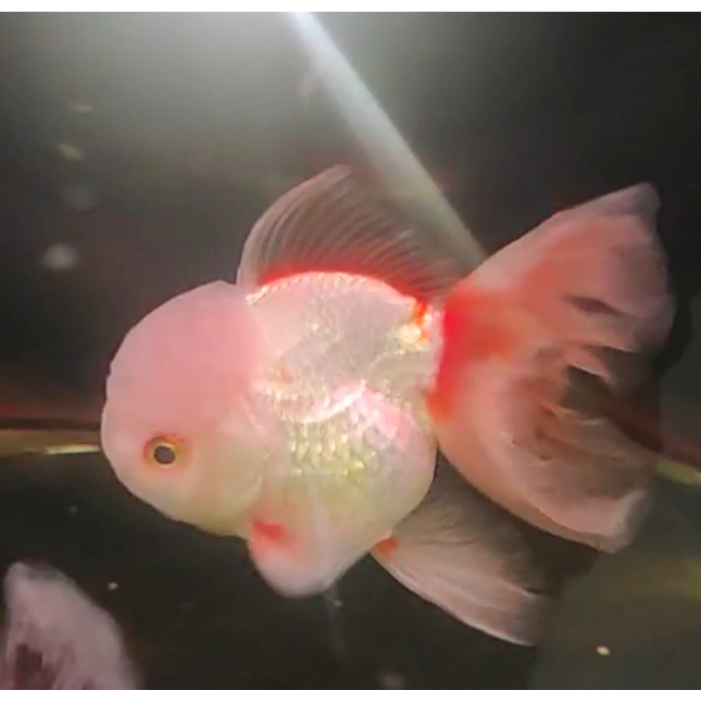 ikan mas koki oranda JANTAN ukuran 4 jari oranda long tail ikan mas koki OLT gold fish