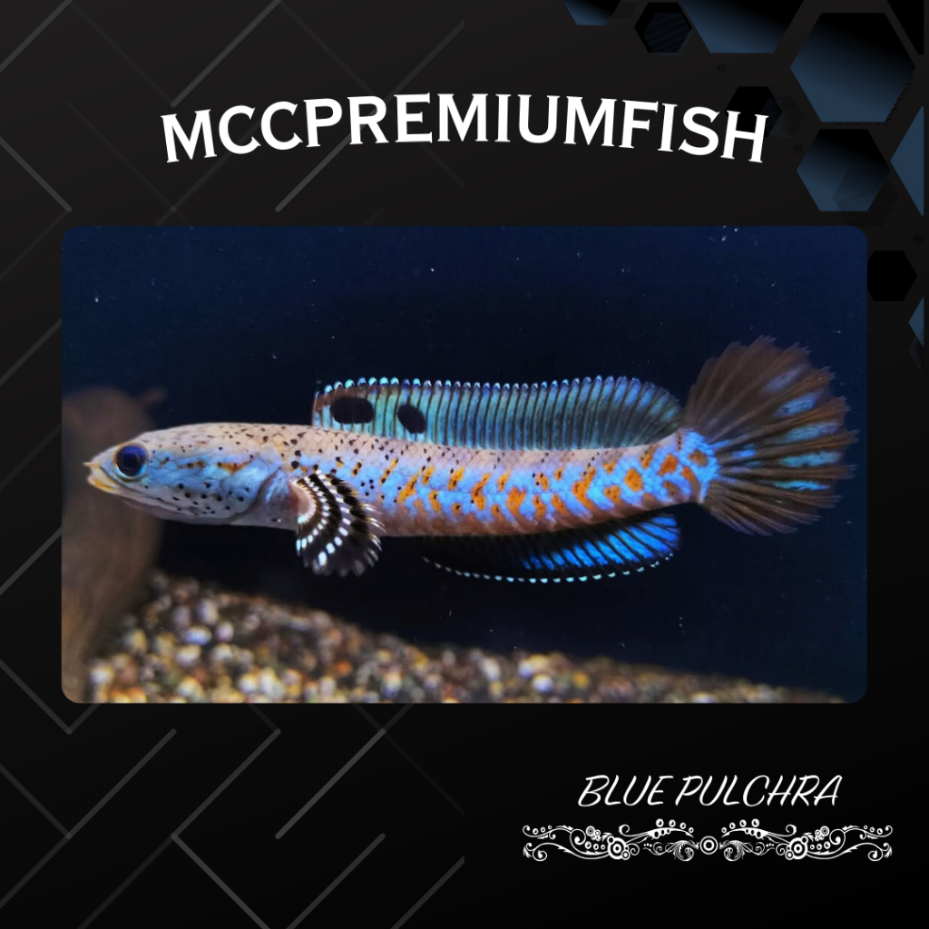 (COD) BLUE PULCHRA - Full Dot Dorsal Biru Yellow Spot | SINGLE TANK - BEST SORTIRAN | Snakehead - Ch
