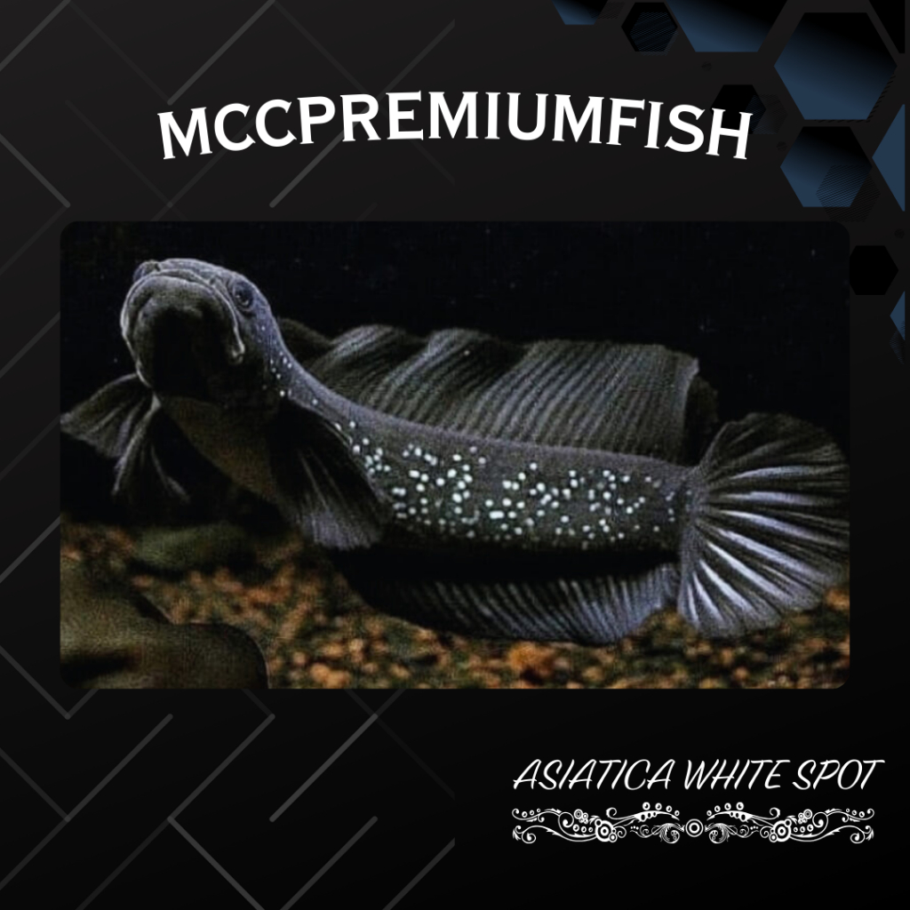 (COD) ASIATICA WHITE SPOT Pure Super Bahan Gondrong | SINGLE TANK - BEST SORTIRAN | Snakehead - Chan