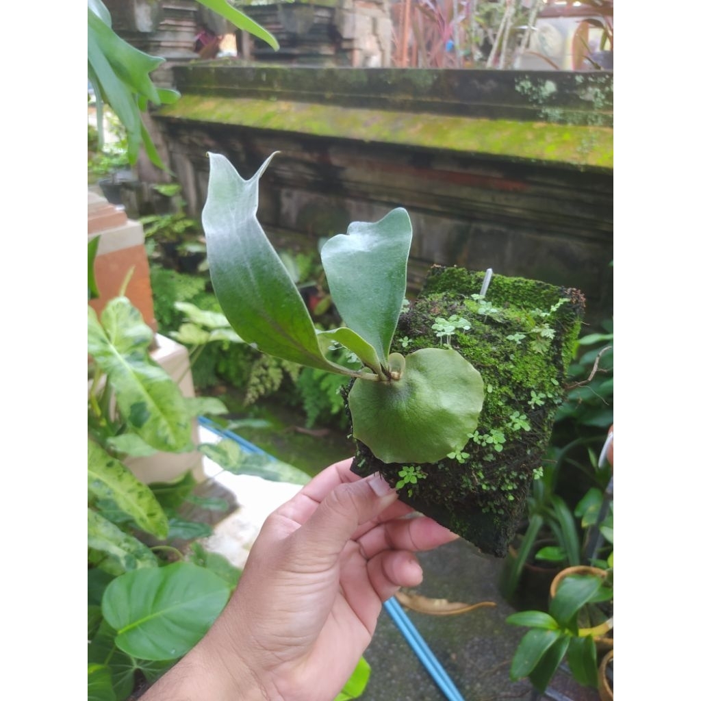 platycerium Hilli papuanum