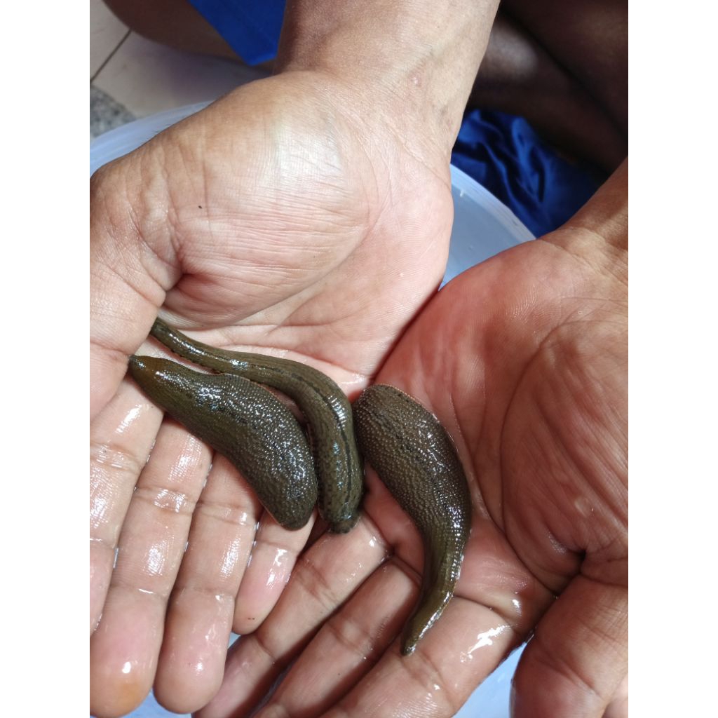 LINTAH HIDUP UNTUK TERAPI UDAH STERIL UKURAN BESAR