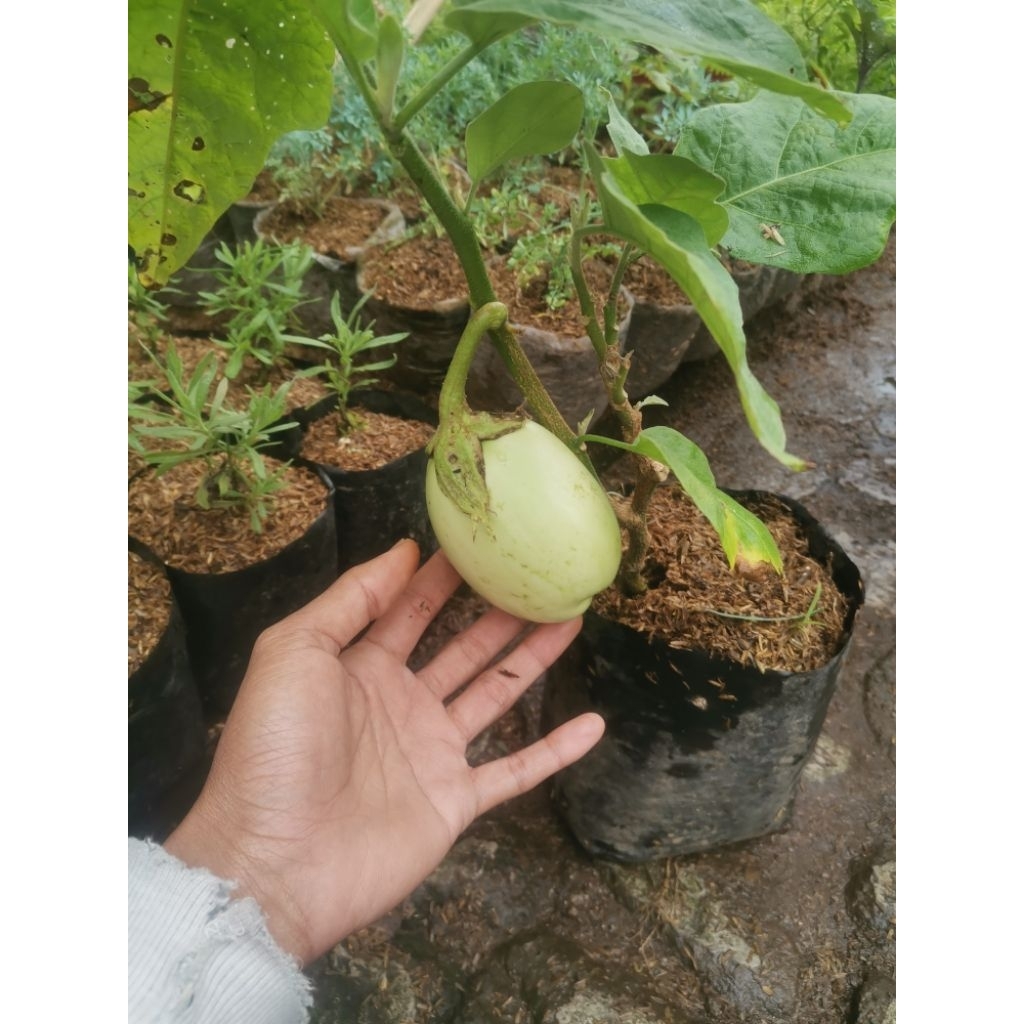 terong pondoh bibit tanaman terong putih bulat siap tanam polibag 20-25cm