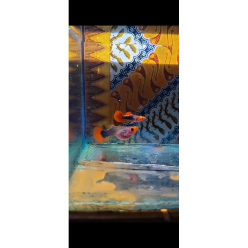 Guppy Tuxedo koi Glasbelly line mata balon