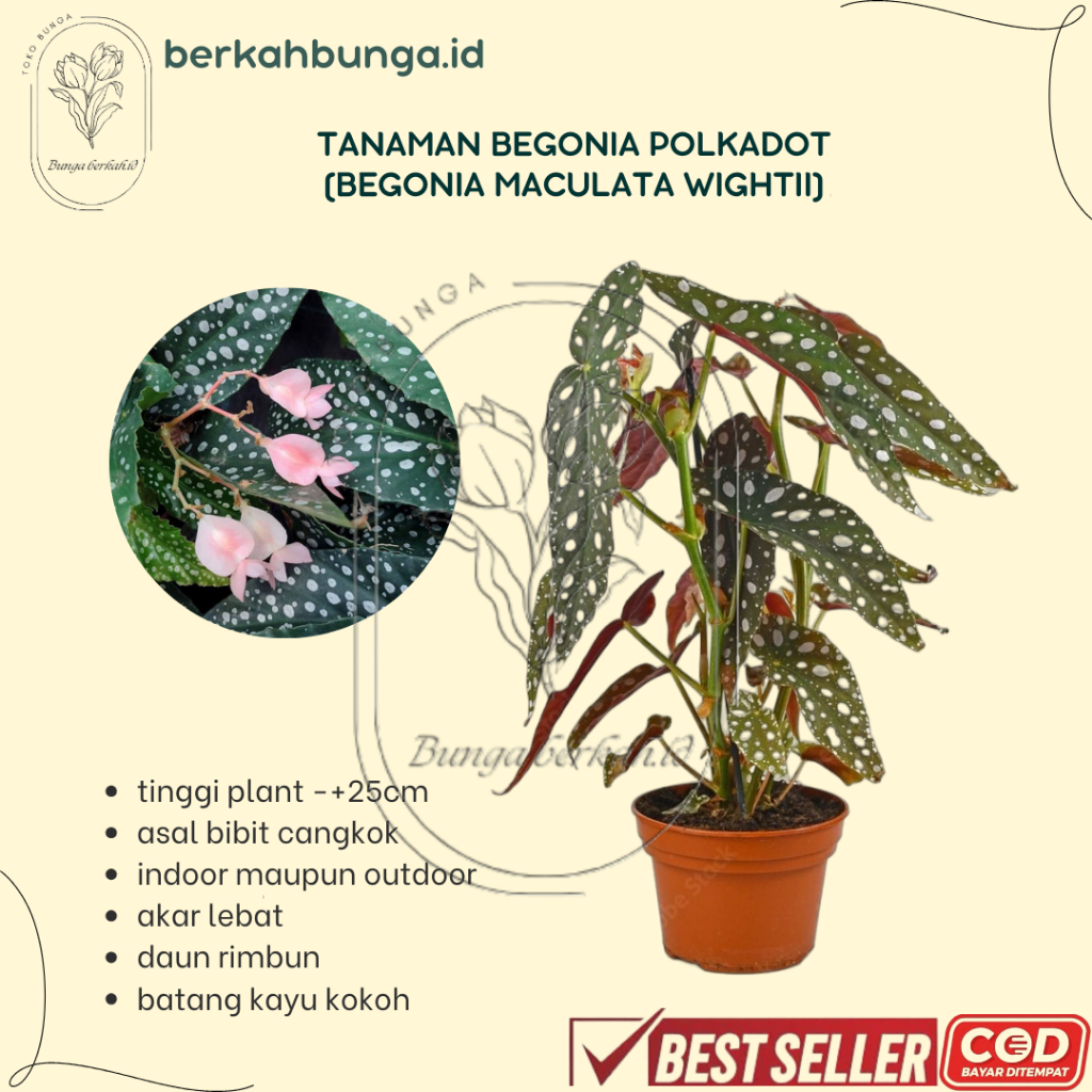 Tanaman HIas Begonia Polkadot - Begonia Maculata Wighti - Begonia Polkadot Dewasa Rimbun