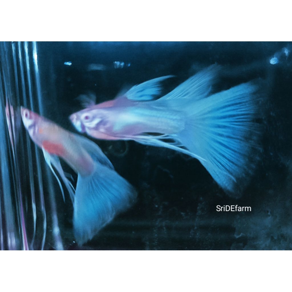 guppy blue sky ribbon